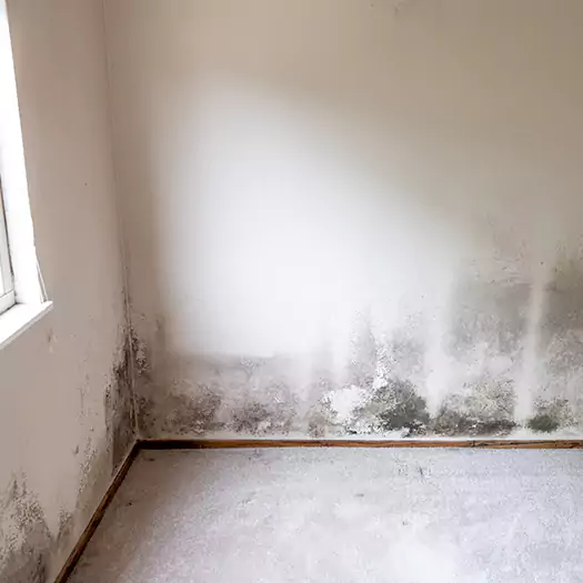 Trusted Mold Cleanup Specialists in Martinsburg, WV