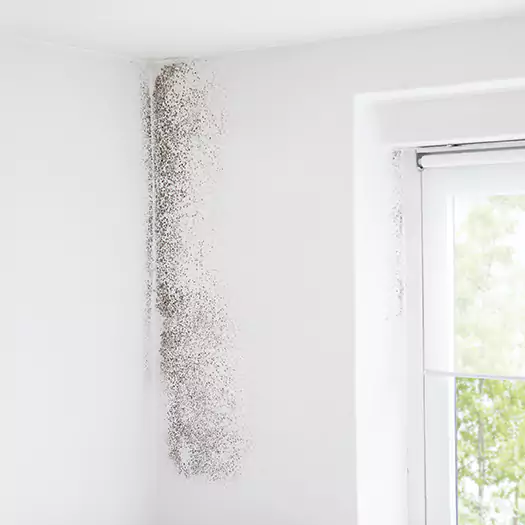 Trusted Mold Eradication Professionals Serving in Martinsburg, WV