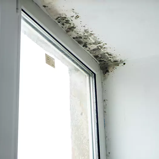 Trusted Mold on Bathroom Ceiling Experts in Martinsburg, WV