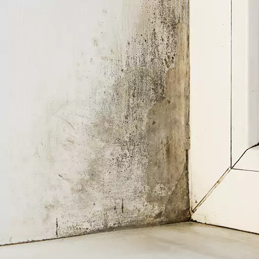 Skilled Mold on Drywall Experts in Martinsburg, WV