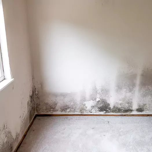 Trusted Mold on the Wall Experts in Martinsburg, WV