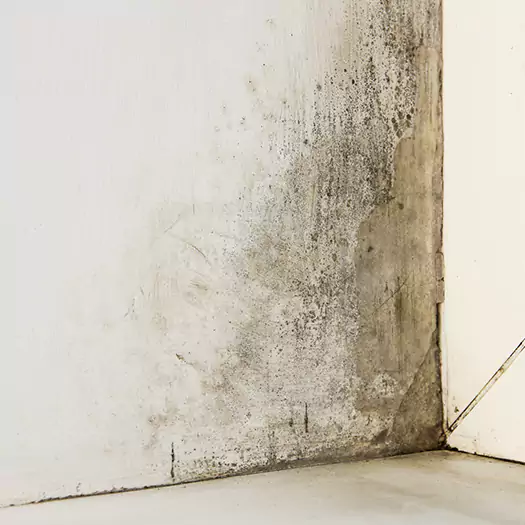 #1 Mold Remediation and Removal Experts in Martinsburg, WV