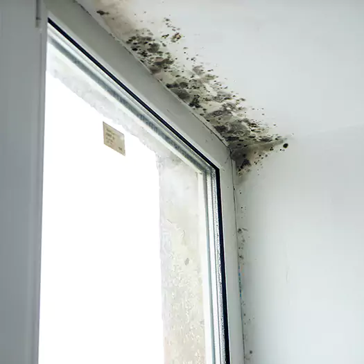 Reliable Mold Treatment Specialists in Martinsburg, WV