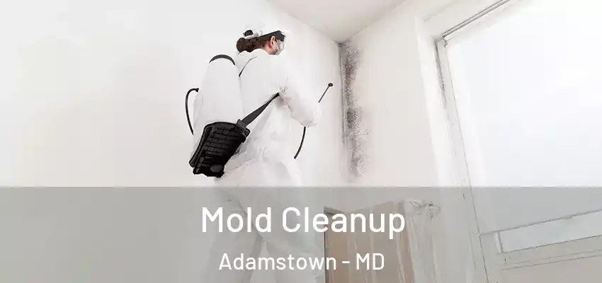 Mold Cleanup Adamstown - MD