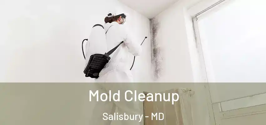  Mold Cleanup Salisbury - MD