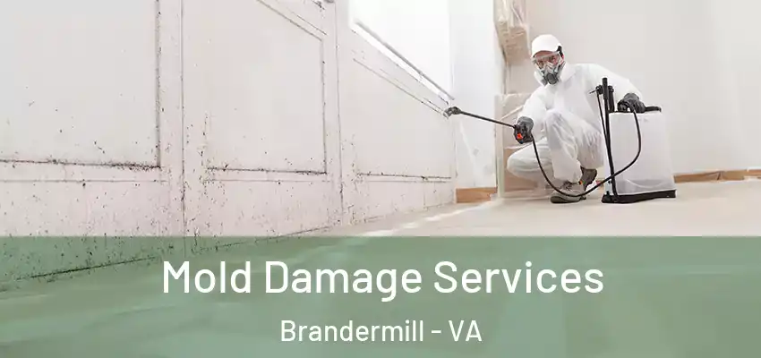  Mold Damage Services Brandermill - VA