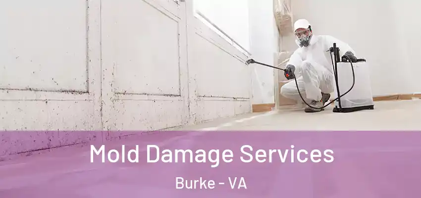 Mold Damage Services Burke - VA
