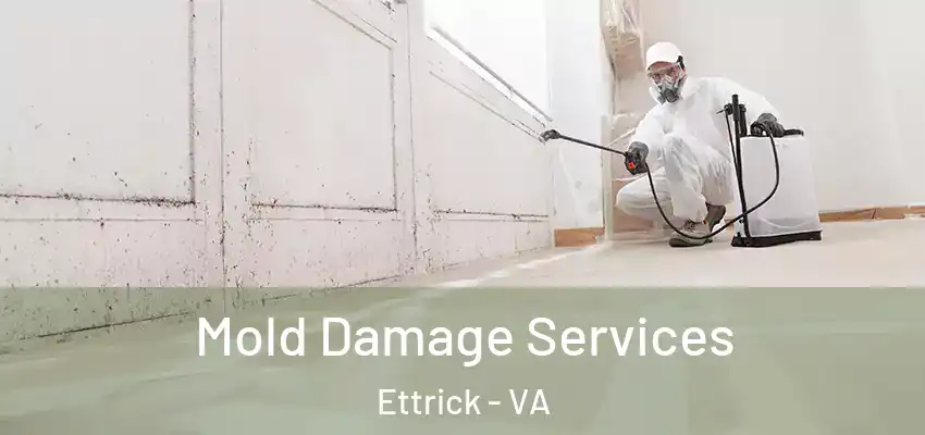  Mold Damage Services Ettrick - VA