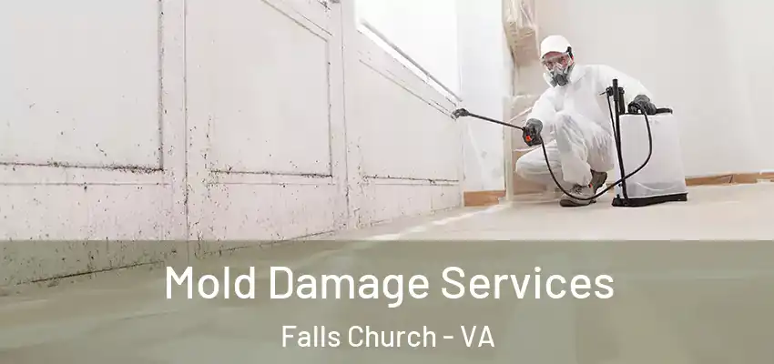 Mold Damage Services Falls Church - VA