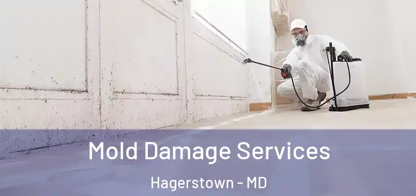 Mold Damage Services Hagerstown - MD