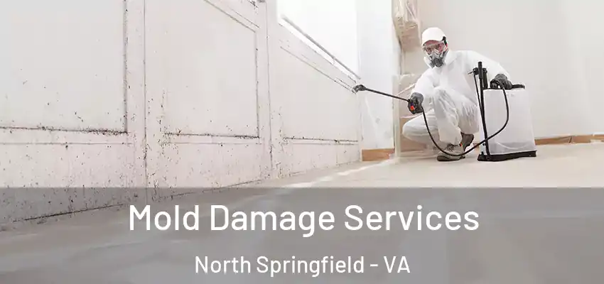  Mold Damage Services North Springfield - VA