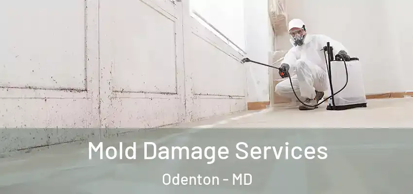  Mold Damage Services Odenton - MD