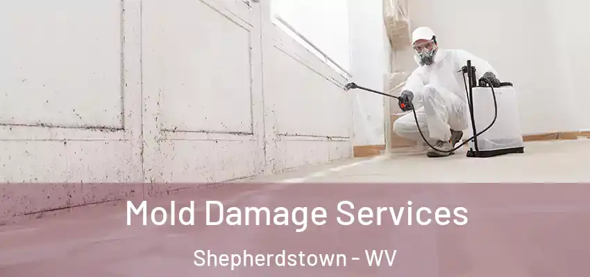  Mold Damage Services Shepherdstown - WV
