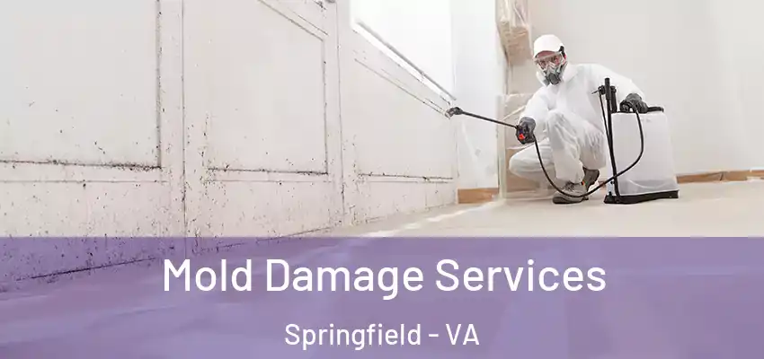  Mold Damage Services Springfield - VA