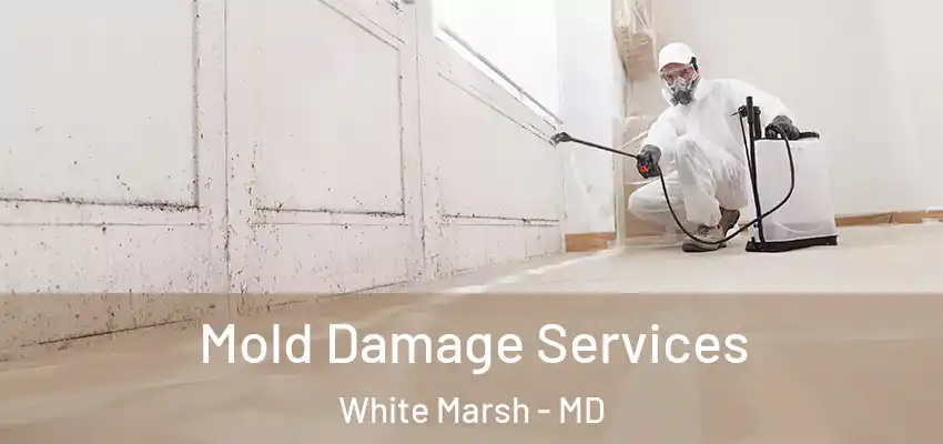  Mold Damage Services White Marsh - MD