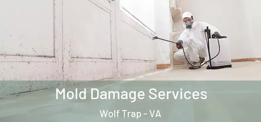  Mold Damage Services Wolf Trap - VA