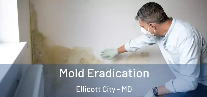 Mold Eradication Ellicott City - MD