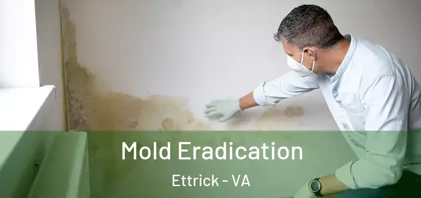  Mold Eradication Ettrick - VA