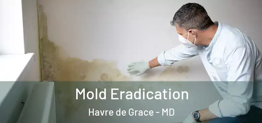 Mold Eradication Havre de Grace - MD
