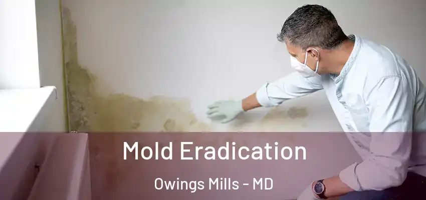  Mold Eradication Owings Mills - MD