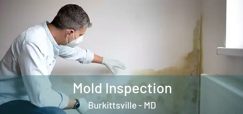  Mold Inspection Burkittsville - MD