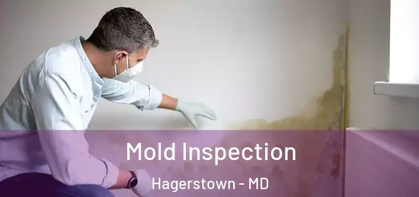  Mold Inspection Hagerstown - MD
