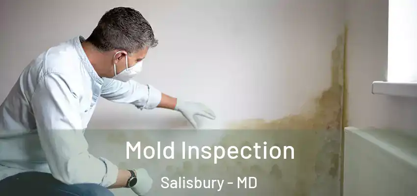 Mold Inspection Salisbury - MD
