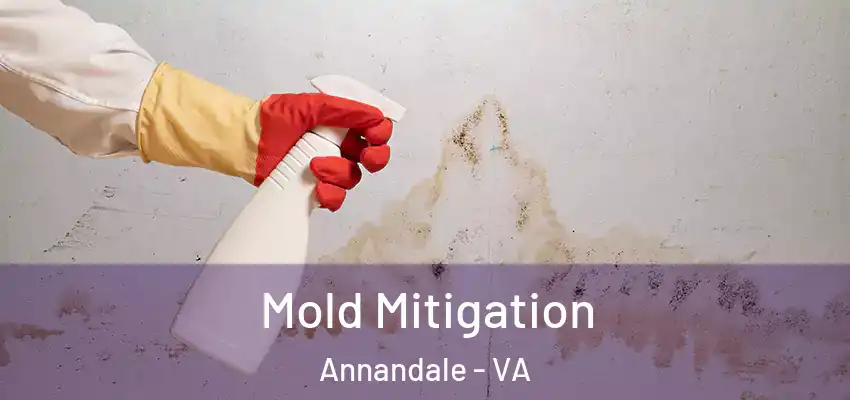 Mold Mitigation Annandale - VA