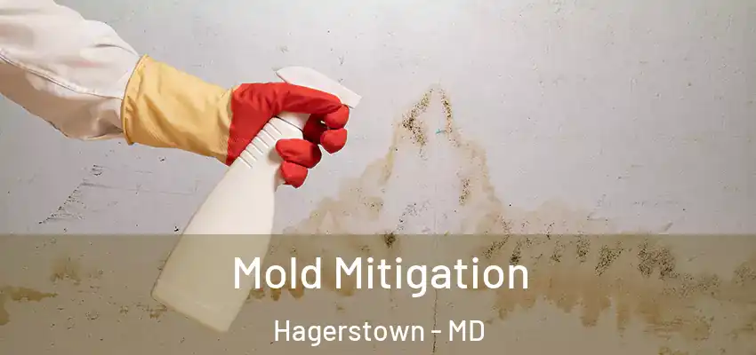  Mold Mitigation Hagerstown - MD