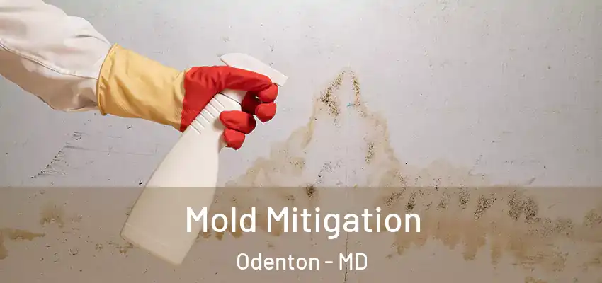  Mold Mitigation Odenton - MD