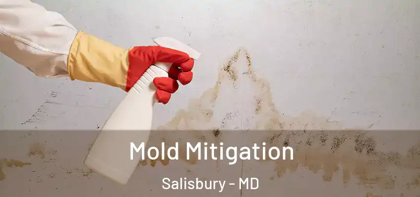  Mold Mitigation Salisbury - MD