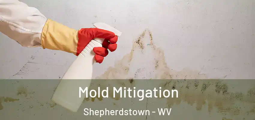 Mold Mitigation Shepherdstown - WV