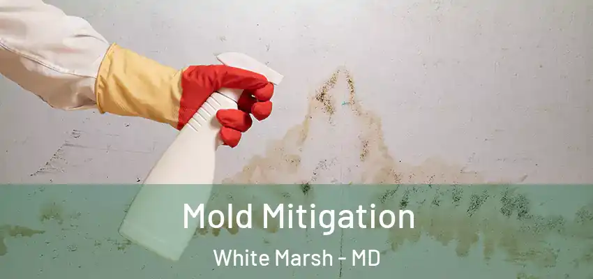 Mold Mitigation White Marsh - MD