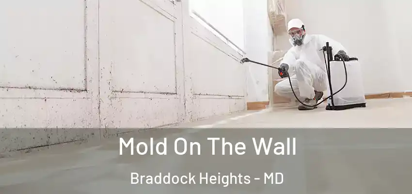 Mold On The Wall Braddock Heights - MD