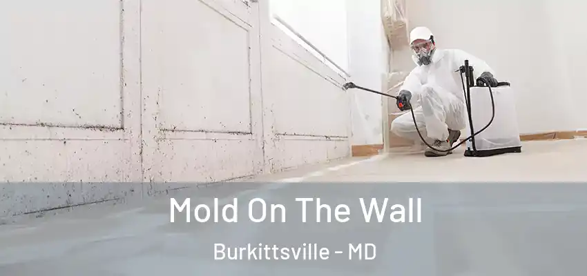 Mold On The Wall Burkittsville - MD