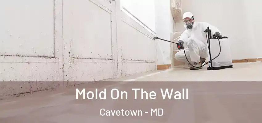  Mold On The Wall Cavetown - MD