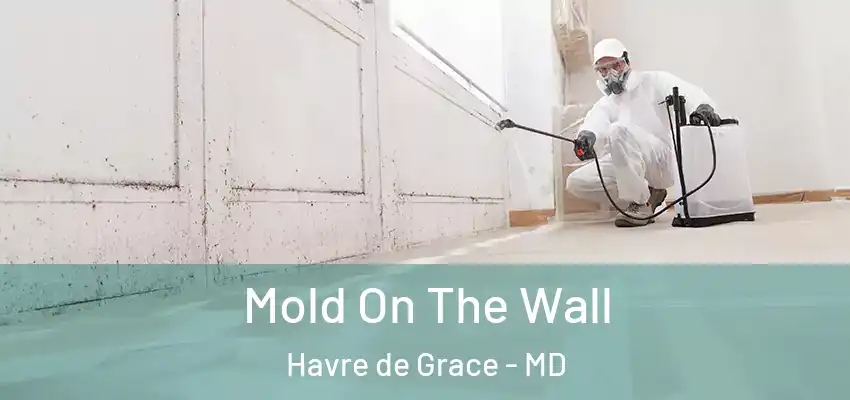 Mold On The Wall Havre de Grace - MD