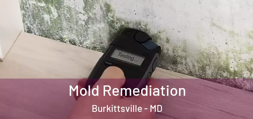 Mold Remediation Burkittsville - MD