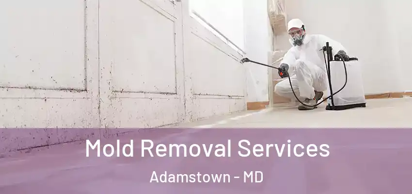 Mold Removal Services Adamstown - MD