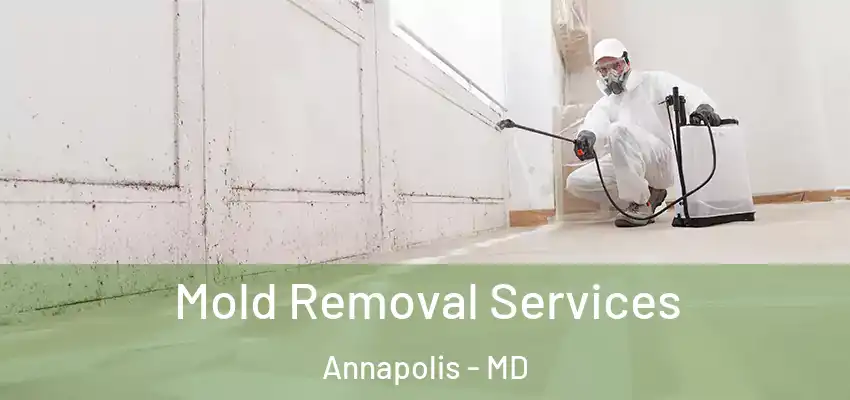  Mold Removal Services Annapolis - MD