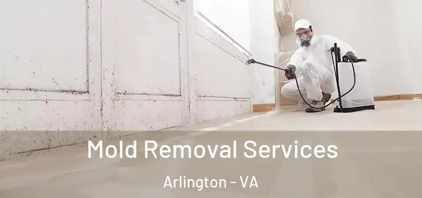 Mold Removal Services Arlington - VA