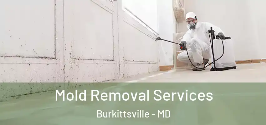 Mold Removal Services Burkittsville - MD