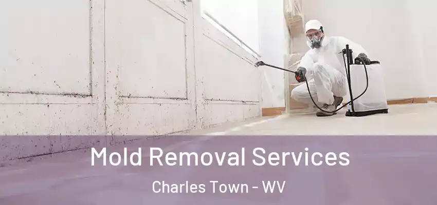 Mold Removal Services Charles Town - WV