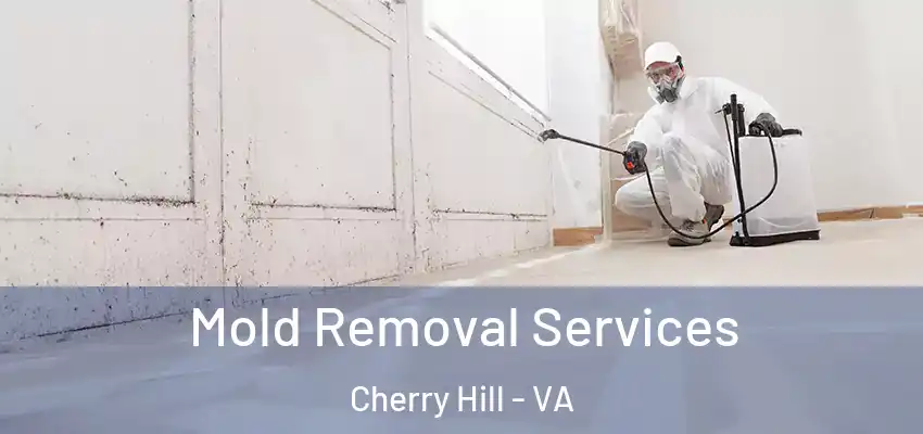  Mold Removal Services Cherry Hill - VA