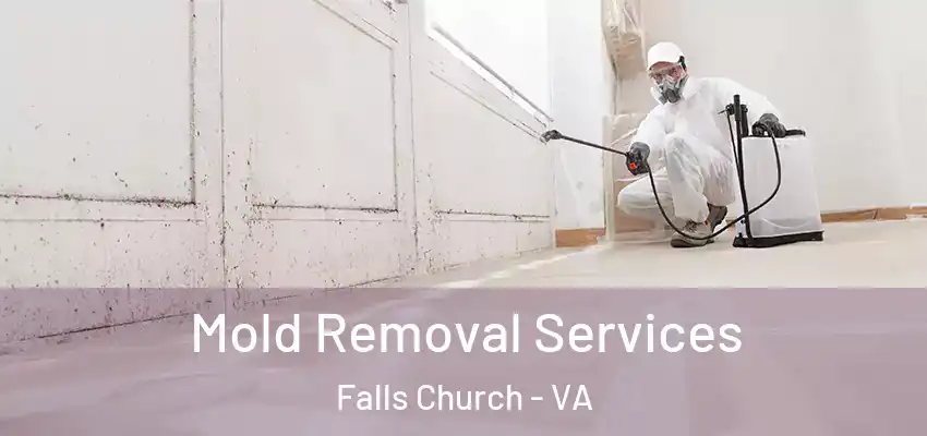 Mold Removal Services Falls Church - VA