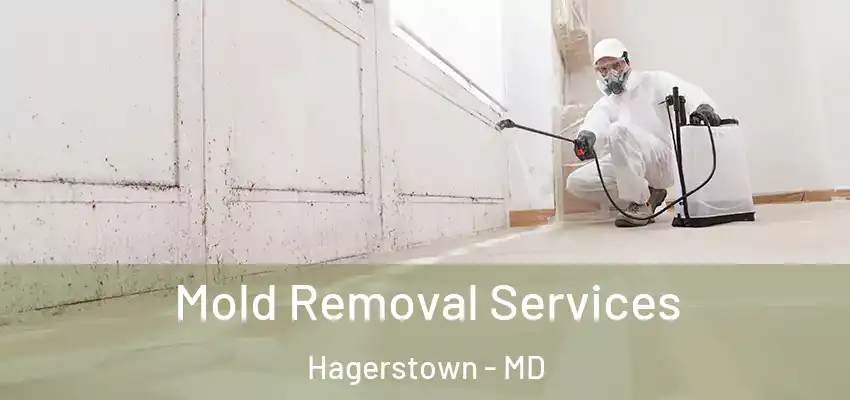 Mold Removal Services Hagerstown - MD