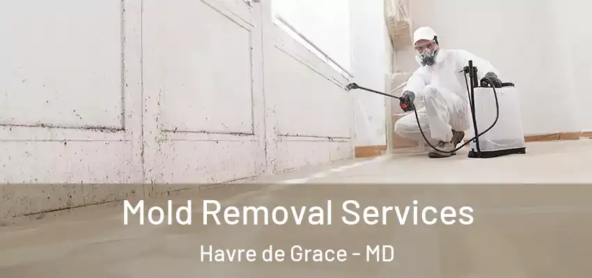  Mold Removal Services Havre de Grace - MD