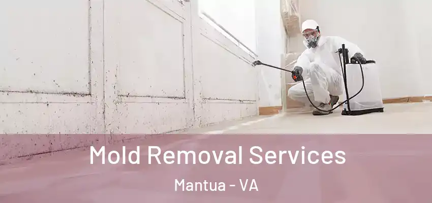 Mold Removal Services Mantua - VA