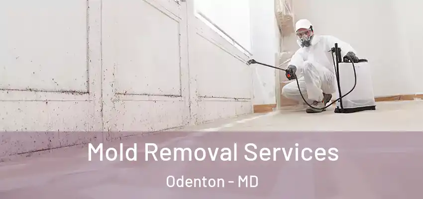 Mold Removal Services Odenton - MD