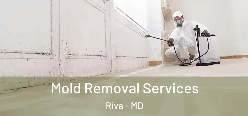 Mold Removal Services Riva - MD